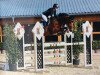 jumper Bold Venture (Oldenburg show jumper, 2012, from Balou du Rouet)