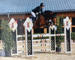 jumper Bold Venture (Oldenburg show jumper, 2012, from Balou du Rouet)