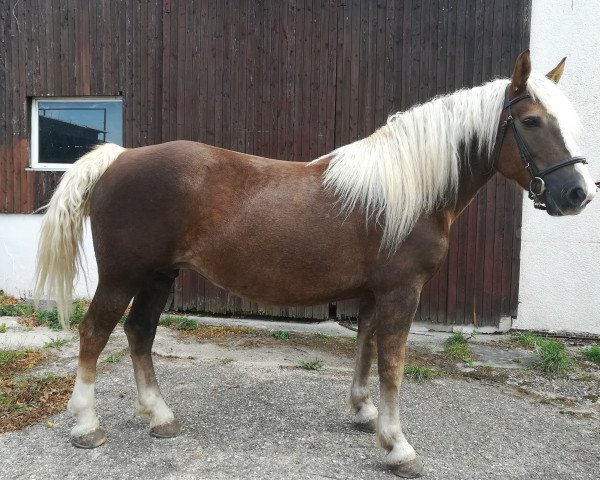 broodmare Lotta (Black Forest Horse, 2009, from Modest)