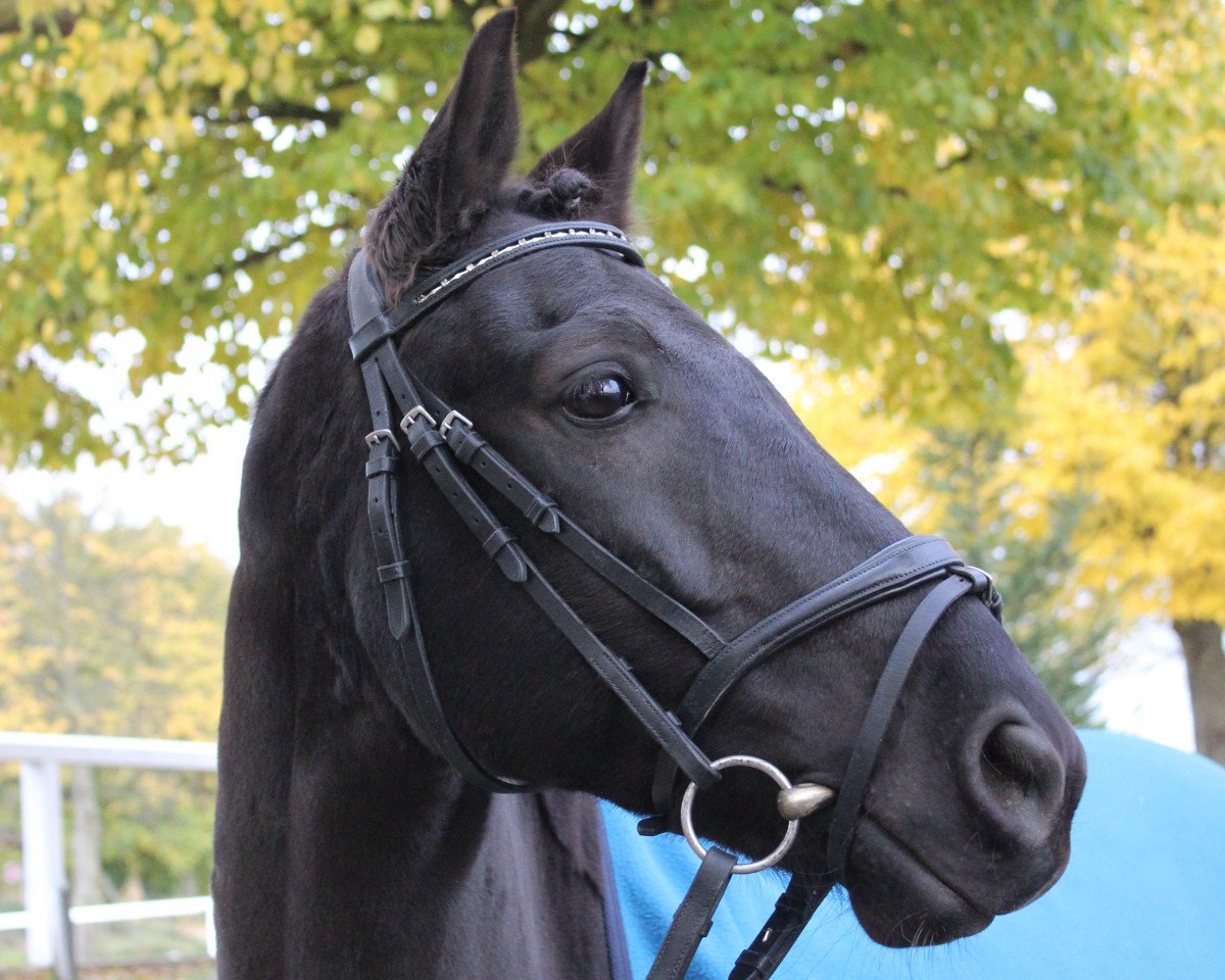 dressage horse Fred Is Cool H (German Riding Pony, 2008, from For Kids Only)