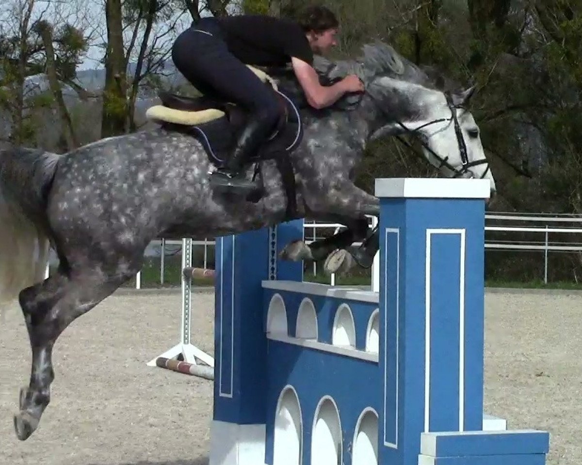 broodmare Zypria T (Holsteiner, 2007, from Clarimo Ask)