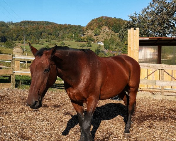 horse Gordon 374 (Oldenburg, 1999, from Grandeur)