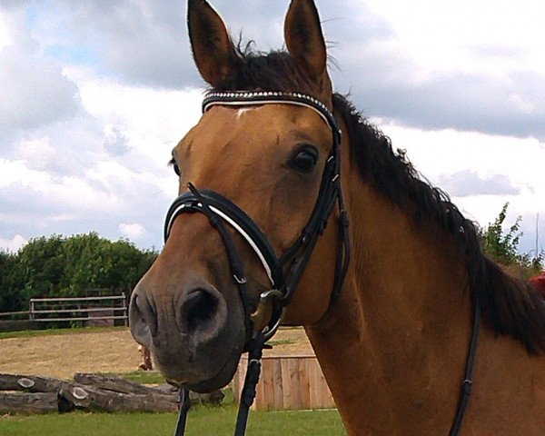 dressage horse Puschkin 186 (Westphalian, 1995)