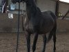 dressage horse Ebony Rose (Hanoverian, 2014, from Element)