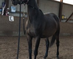 dressage horse Ebony Rose (Hanoverian, 2014, from Element)