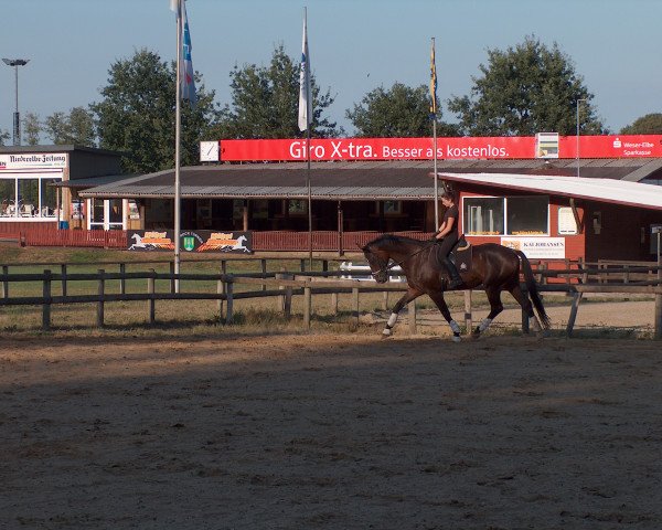 Dressurpferd For Life J (Deutsches Sportpferd, 2006, von For Highlife)