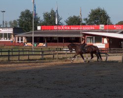 dressage horse For Life J (German Sport Horse, 2006, from For Highlife)