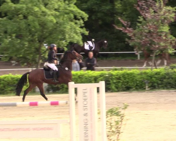 Reitturnier Bochum-Nord 2017