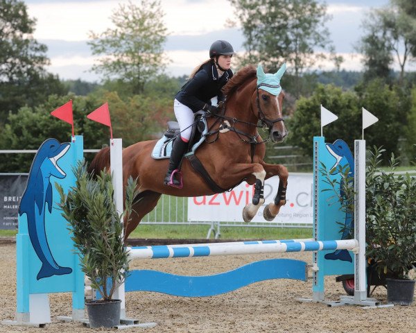 jumper Enny Kk (KWPN (Royal Dutch Sporthorse), 2009, from Zirocco Blue)