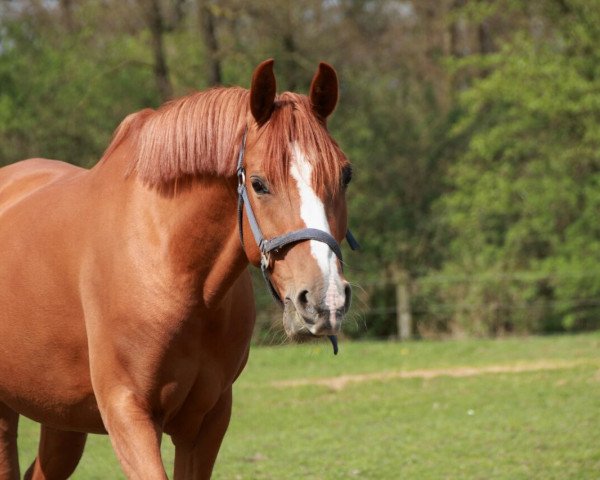 dressage horse Paula (German Riding Pony, 2010)