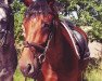 broodmare Athina 32 (Hanoverian, 2007, from Askanier)