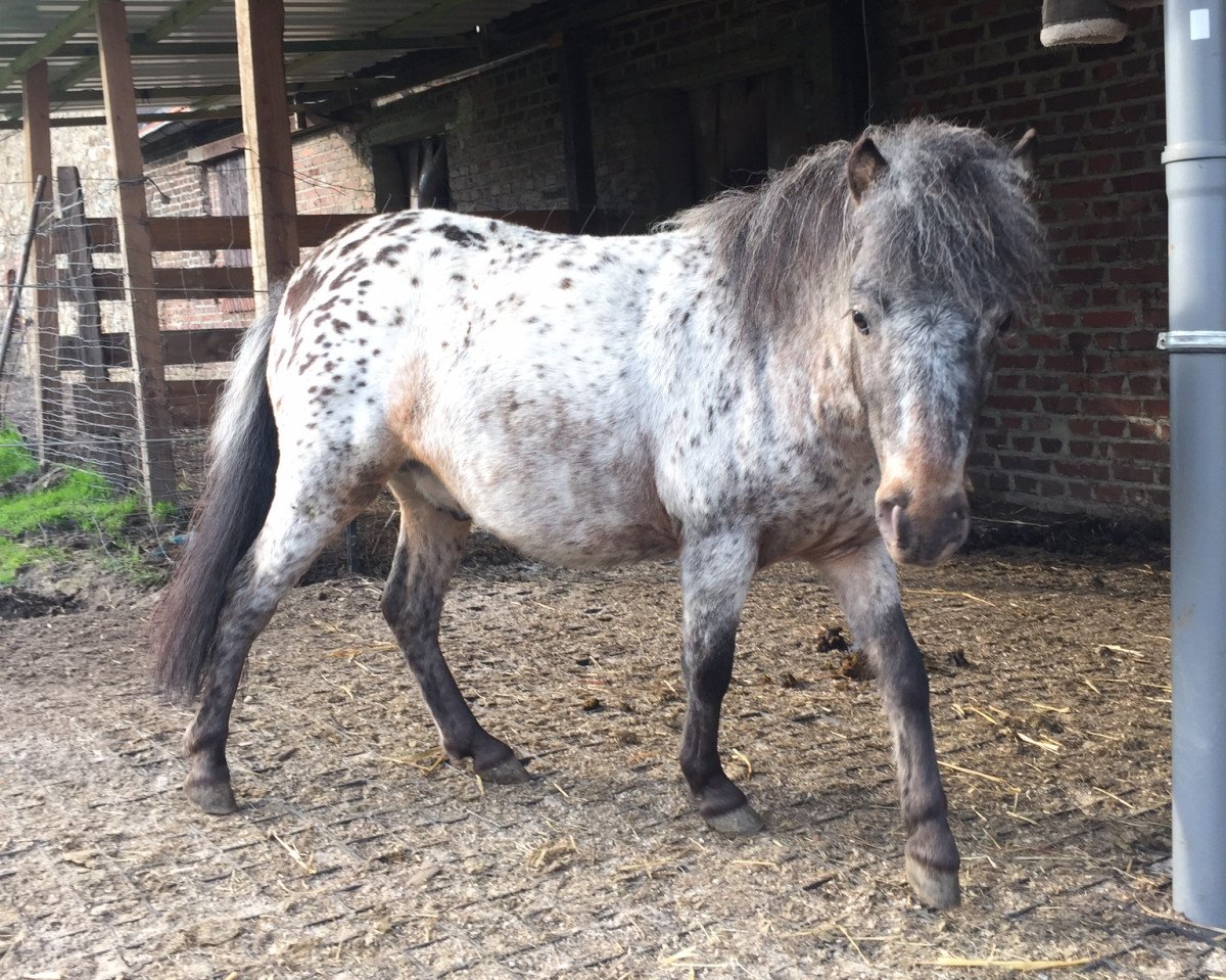 horse Bicardi v. Lanen (Dt.Part-bred Shetland pony,  , from Frisco)