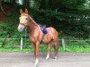 Dressurpferd Karino (Trakehner,  )