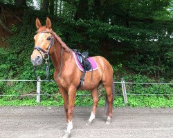 dressage horse Karino (Trakehner,  )