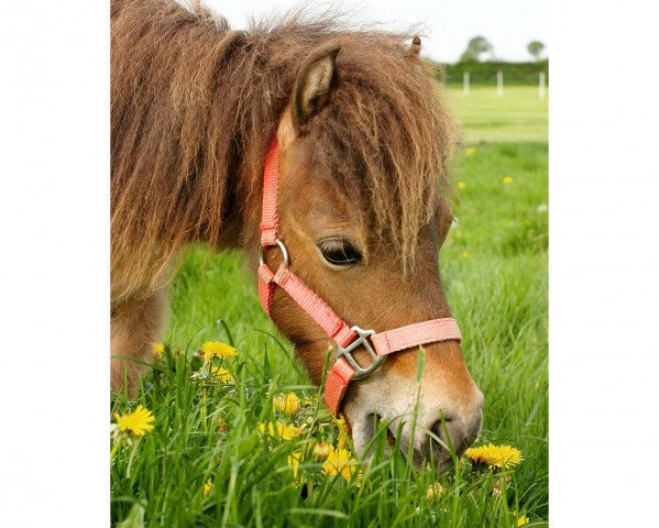 horse Fay van de Aymann Hoeve (Nederlands Mini Paarden, 2014)