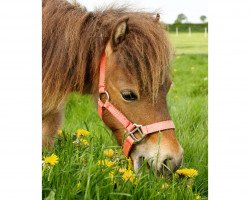 Pferd Fay van de Aymann Hoeve (Nederlands Mini Paarden, 2014)