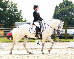 dressage horse Poynstown Benny (Connemara Pony, 2009)