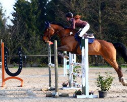 broodmare Tabelle Z (Zangersheide riding horse, 2002, from Triomphe de Muze)