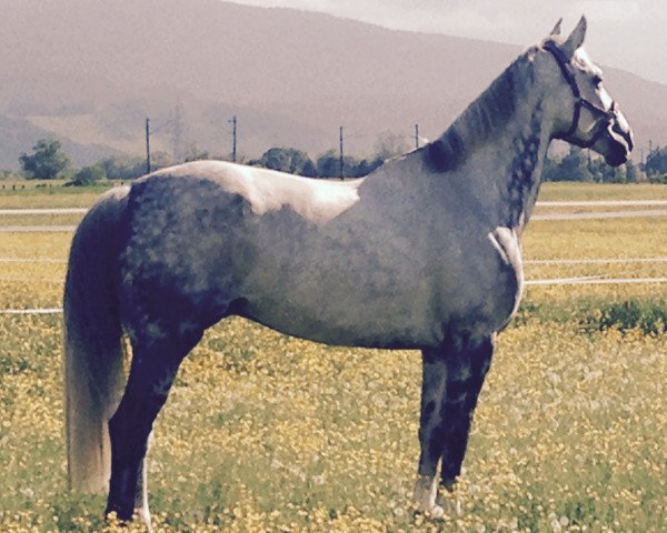 horse Joy Joy (Belgian Warmblood, 2009, from Andiamo)