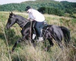 broodmare Ghalien-Gamala (Shagya Arabian, 1992, from Paris 1985 ShA)