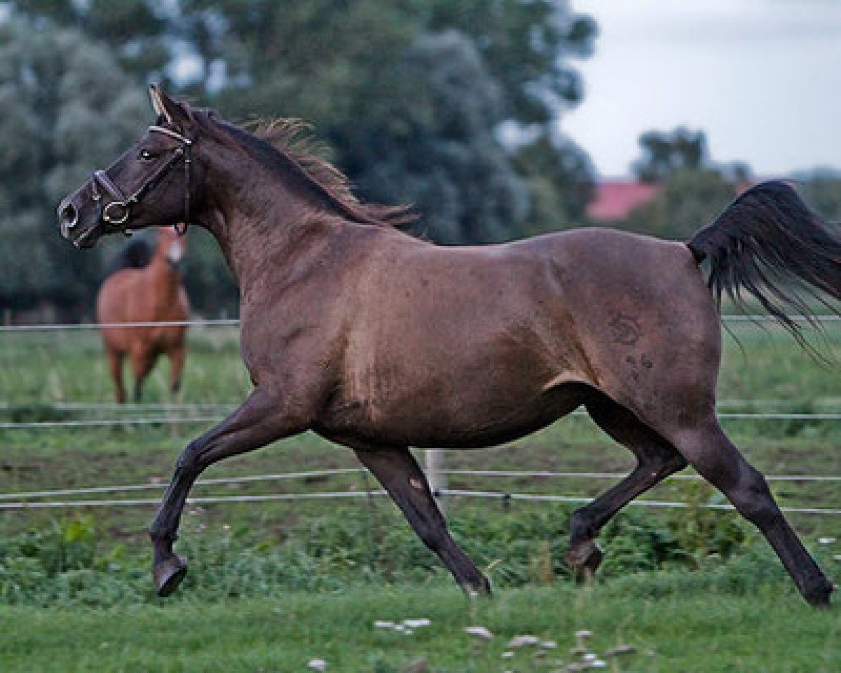Zuchtstute Hamala (Shagya-Araber, 2000, von Hadban XXVII-3)