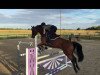 jumper Full Time 7 (KWPN (Royal Dutch Sporthorse), 2010, from Ultimo)