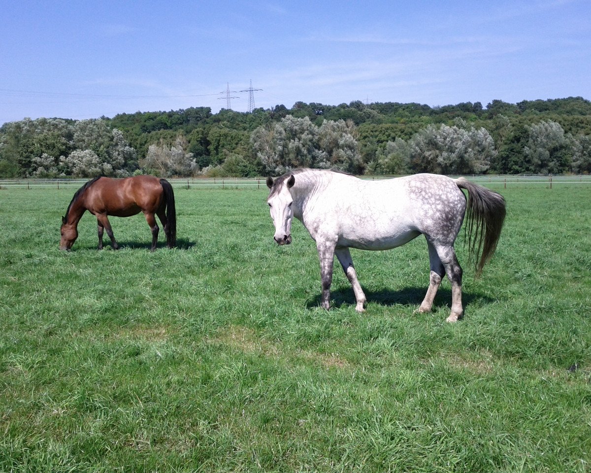 broodmare Top Folia (Holsteiner, 2003, from Calato)