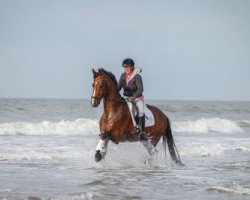 dressage horse Esteban 23 (Westphalian, 2008, from Estobar NRW)