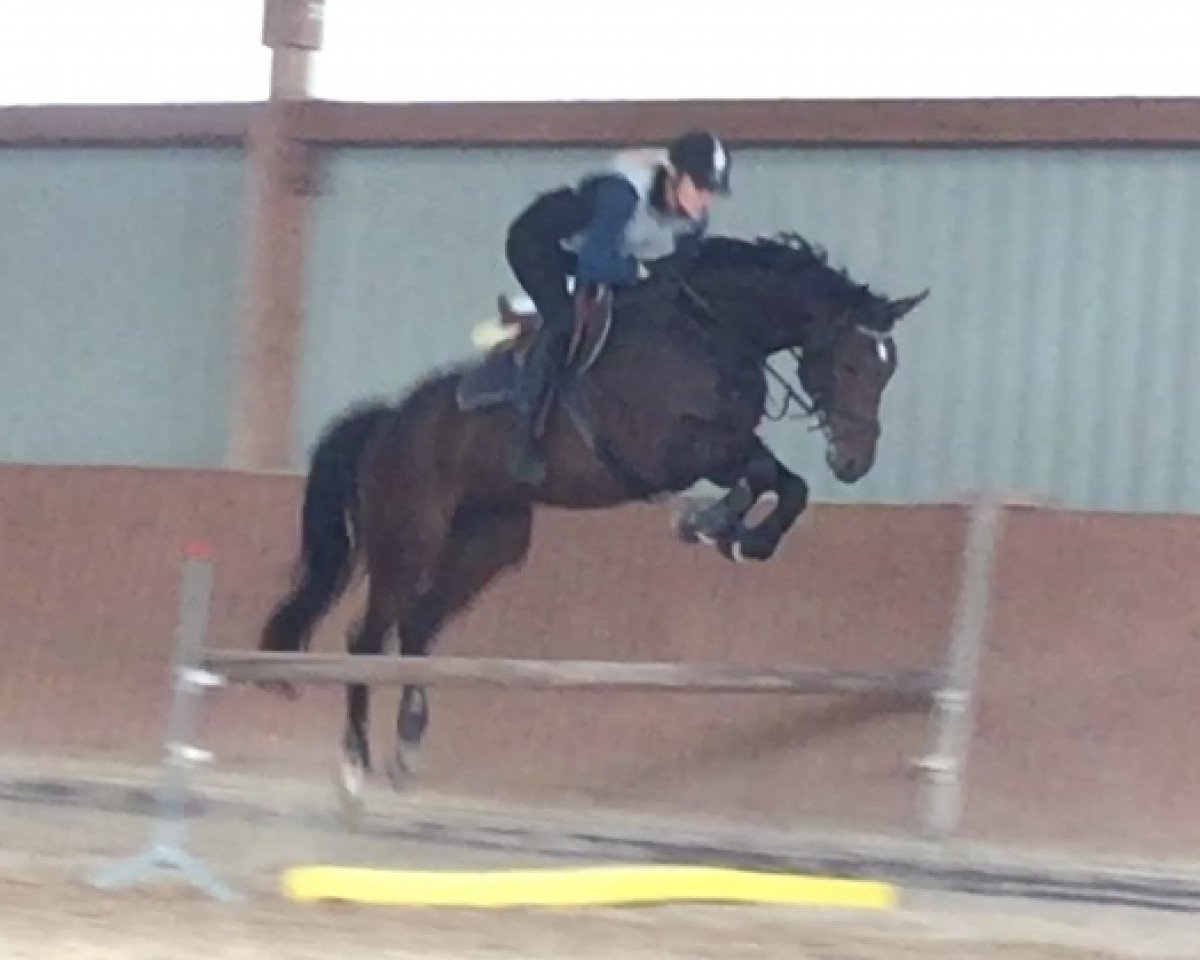 dressage horse Quality's Amira (Hanoverian, 2011, from Quality 9)