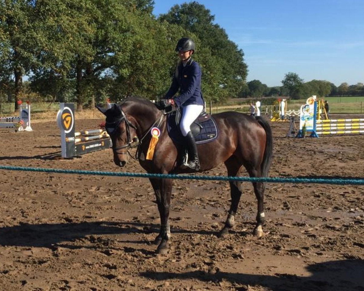 Springpferd Fair Lady 393 (Holsteiner, 2013, von Centurion 13)