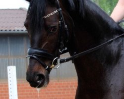 broodmare Rock Josie (Westphalian, 2007, from Rock Forever NRW)