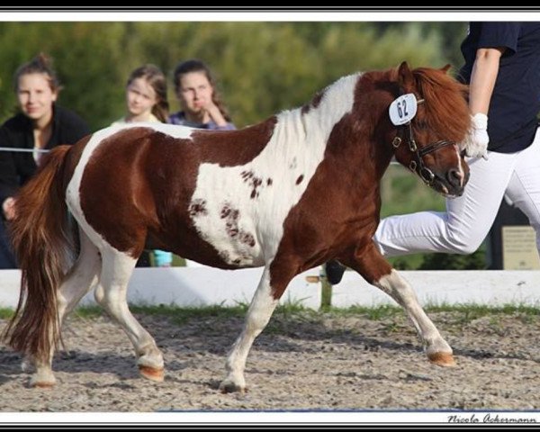 stallion Silbersee's Opal (Dt.Part-bred Shetland pony, 2001, from Orpheus)