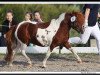 stallion Silbersee's Opal (Dt.Part-bred Shetland pony, 2001, from Orpheus)