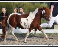 stallion Silbersee's Opal (Dt.Part-bred Shetland pony, 2001, from Orpheus)