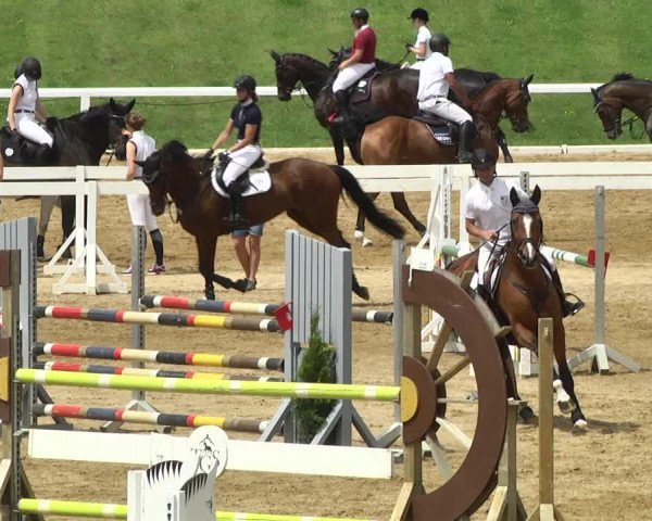 Reitturnier Schwaiganger 2017