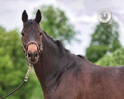 dressage horse Nachtschwärmer (Trakehner, 2014, from All Inclusive)