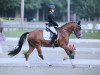 dressage horse Hol.Marengo (German Riding Pony, 2002, from Horsegate Minstrel)