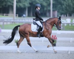 dressage horse Hol.Marengo (German Riding Pony, 2002, from Horsegate Minstrel)