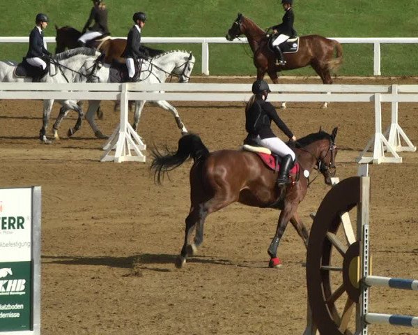 Reitturnier Schwaiganger 2017