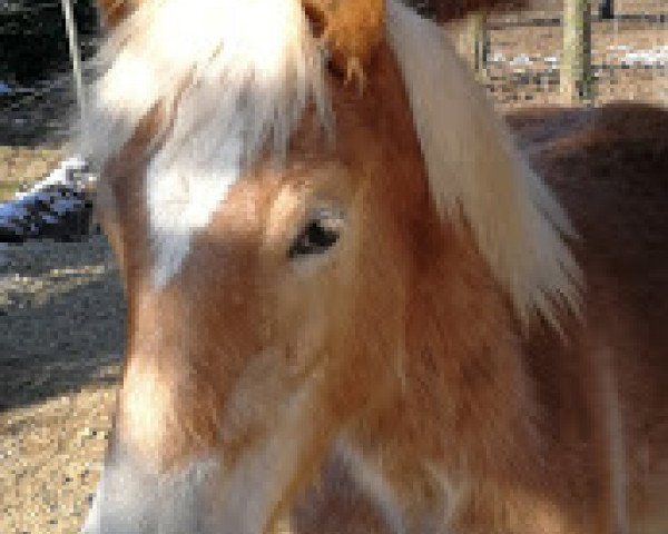 dressage horse Nandor (9,77% ox) (Edelbluthaflinger, 2017, from Narius)