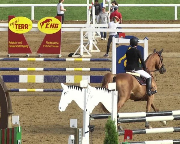 Reitturnier Schwaiganger 2017