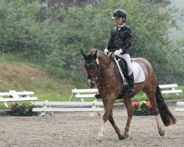 dressage horse Duke 286 (German Riding Pony, 2009, from Der feine Lord AT)