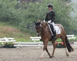 dressage horse Duke 286 (German Riding Pony, 2009, from Der feine Lord AT)