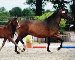 broodmare Parodie IV (Holsteiner, 2000, from Acadius)