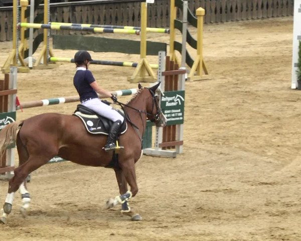 Reitturnier Schwaiganger 2017