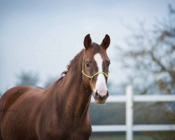 dressage horse Determann MVS (Oldenburg, 2013, from Dioptas)