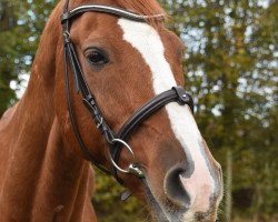 dressage horse Disco D'Olympic (Hanoverian, 2002, from D'Olympic)