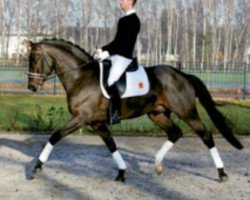 stallion San Brentano (Oldenburg, 2001, from Sandro Hit)