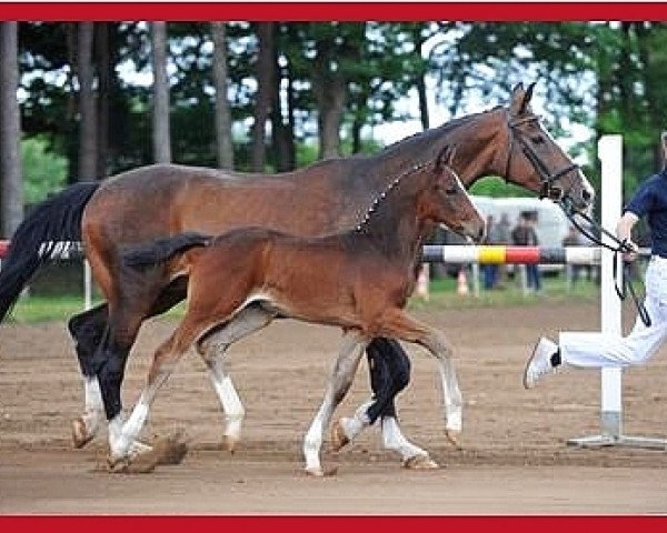 dressage horse Dave (Bavarian, 2011, from Don Diamond)