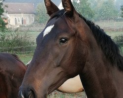 horse Shine-On (Deutsches Reitpferd, 2016, from Bernay)